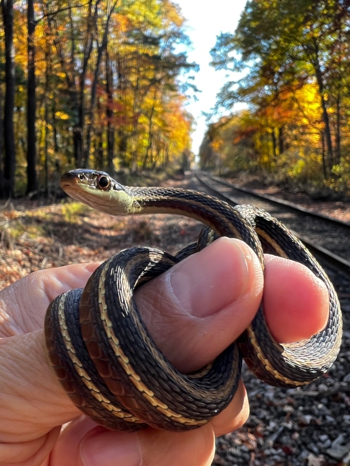 Northern Ribbon Snake